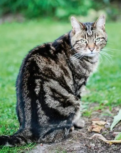 Сидящий аллейный кот