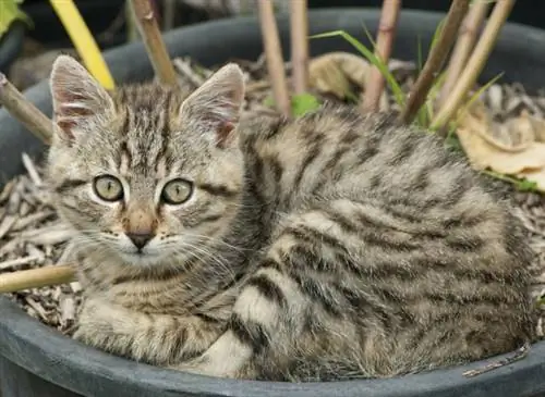 Котёнок в цветочной коробке