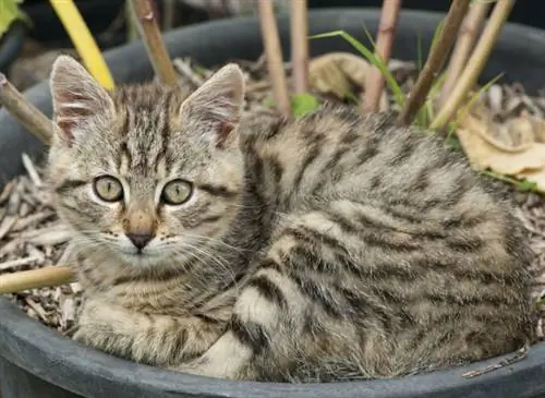 Кошки и котята: семья только что выросла