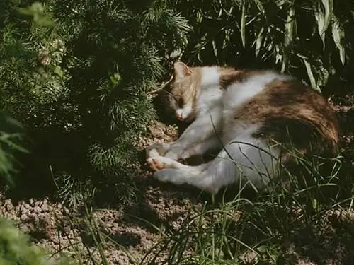 спящий кот