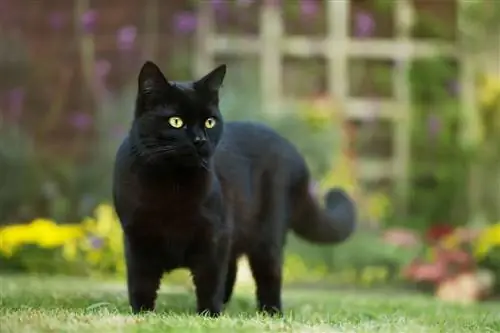 Какие плантации сделать для своей кошки?