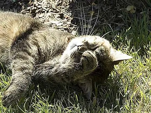 кошка ухаживает за собой