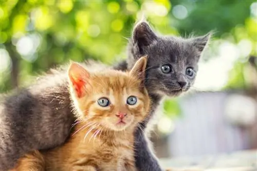Два котенка в саду