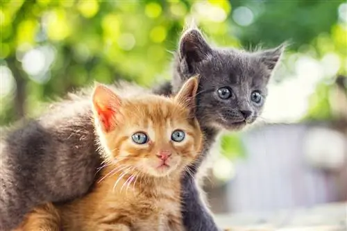 Как кормить котят: советы ветеринара