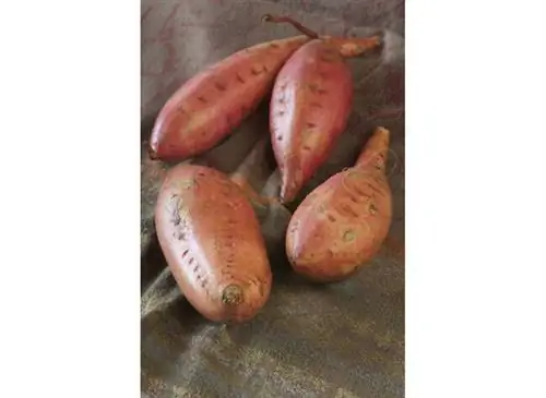 Сладкая картошка