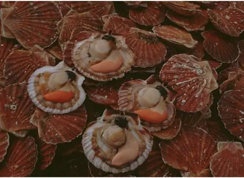 Гребешки с водорослями и кронами
