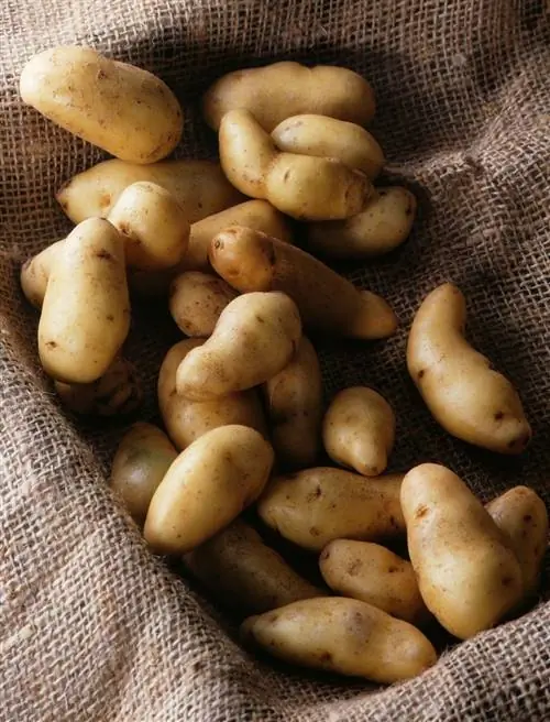 Первая картошка