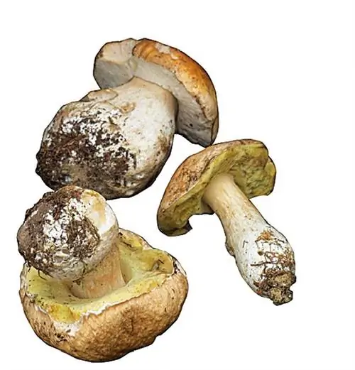 Филе миньон оленины с клюквой и белыми грибами