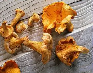 Каннеллони из телячьей голяшки с помидорами и лисичками