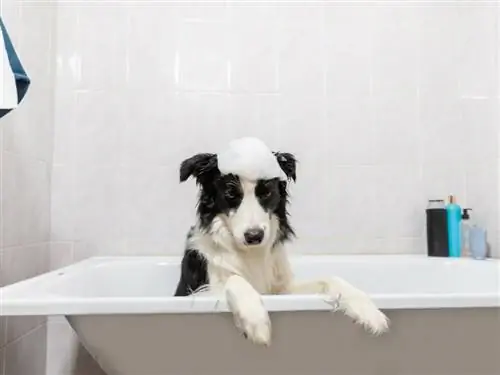 Собака принимает ванну Собака принимает ванну