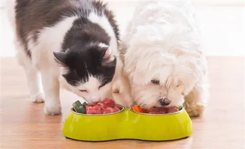 Продукты, которые нельзя давать домашним животным