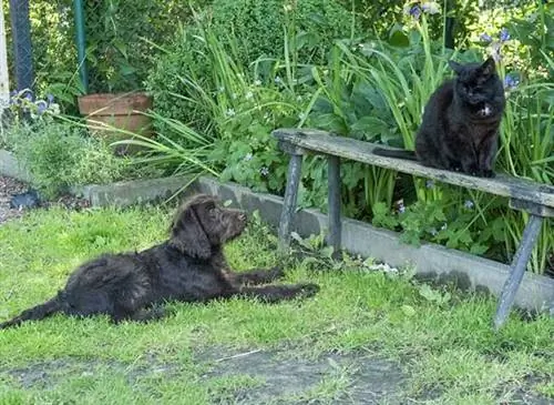 Как собака и кошка в саду