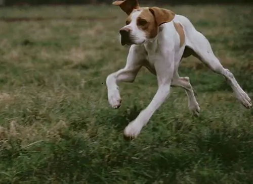 Собака бежит