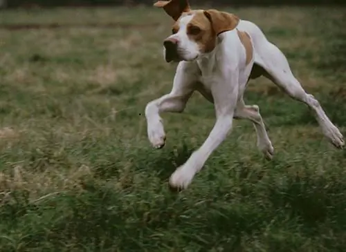 Как сохранить здоровье вашей собаки?