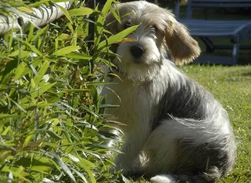 Карманные собачки: маленькие, но сильные