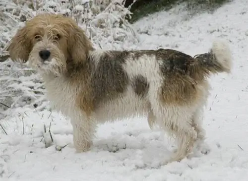 Собака в снегу