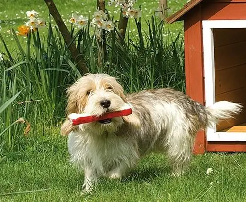 Собака перед своей конурой