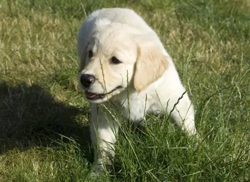 Приход щенка в дом: обучение