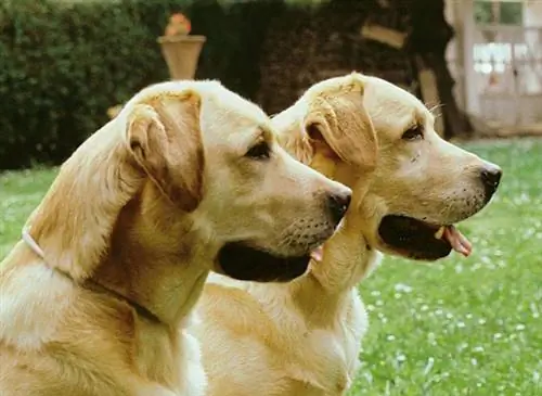 Ушные инфекции у собак: история породы?