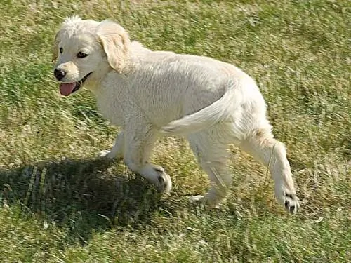 щенок золотистого ретривера