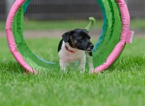 Поддерживайте собаку в форме и выбирайте правильный вид спорта