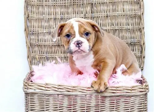 Как понять свою собаку: советы бихевиориста