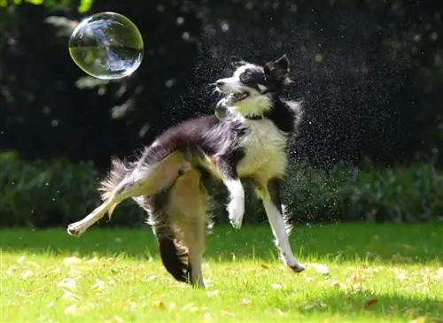 Коробки, гранулы: советы, как правильно кормить собаку