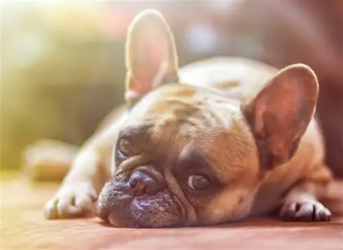 Советы по успешной дрессировке собак