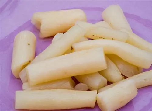 Сморчковый козлобородник