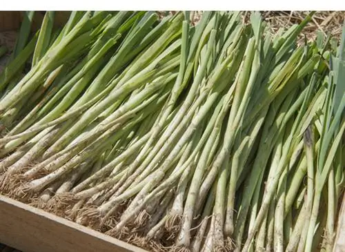 Коврики из лука-порея