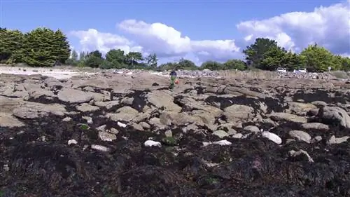 Съедобные морские водоросли в Бретани