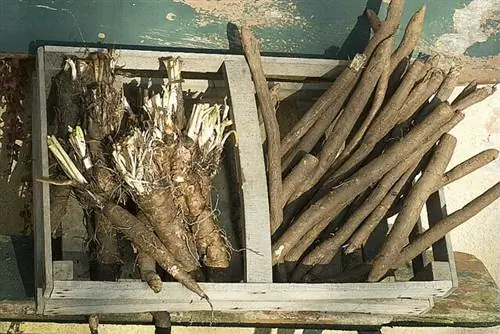 Урожай сальсифи и скорцонеры в корзине