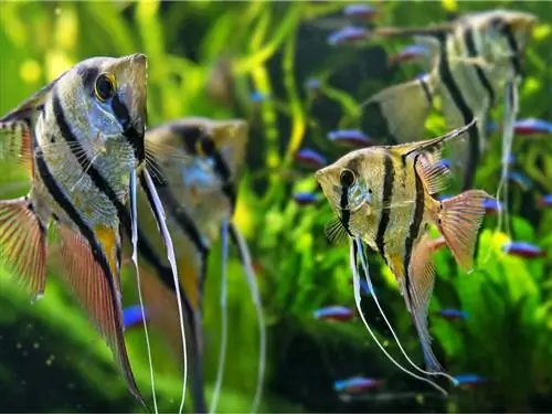 Как успешно вырастить скалярии?