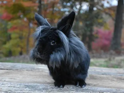 Карликовый кролик с львиной головой