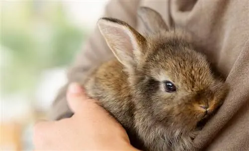 Признаки того, что мой кролик заболел
