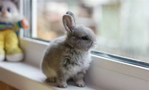 Стоит ли планировать вакцинацию кролика?