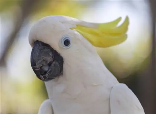 белый и желтый какаду