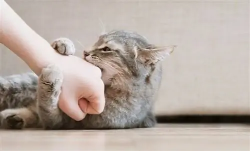 Почему моя кошка кусается