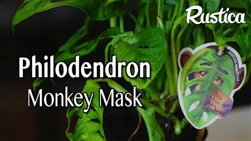 Вырезаем маску обезьяны Adansonii monstera в кастрюле для варенья
