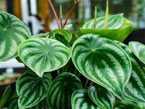 Лист выращивания Peperomia argyreia (арбуз)