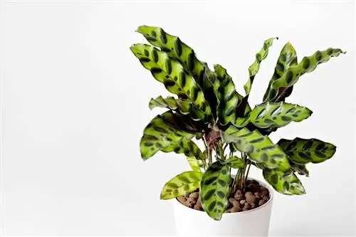 Подробный список выращивания Calathea lancifolia