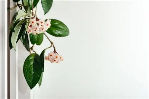 Лист выращивания Hoya carnosa, воскового цветка