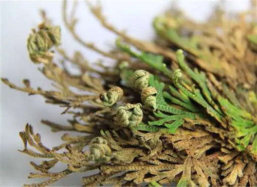 Ложная роза Иерихона (Selaginella lepidophylla): мистическое растение