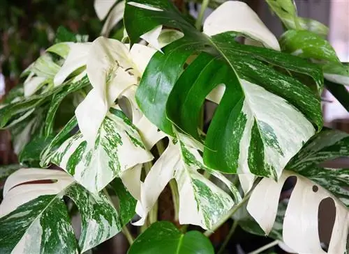 Выращивание Монстеры деликатесной ‘variegata’