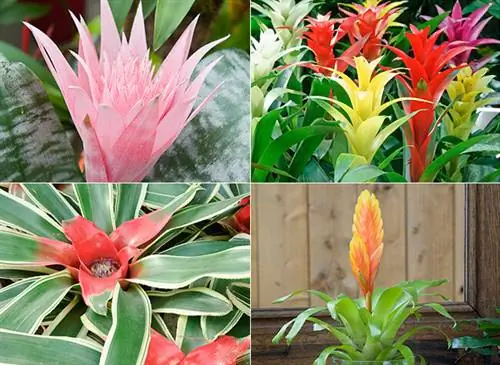 Aechmea fasciata 'Primera' / Гузмания / Neoregelia carolinae 'Flandria' / Vriesea Aechmea fasciata 'Primera' / Гузмания / Neoregelia carolinae 'Flandria' / Vriesea
