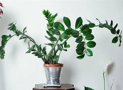 Замиокулькас (Zamioculcas zamiifolia)