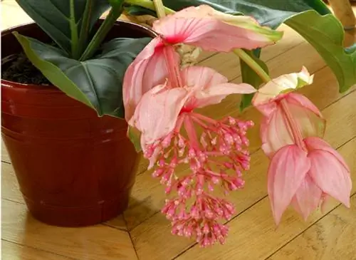 Мединилла (Medinilla Magnifica)