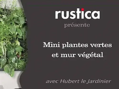Мини-зеленые растения и зеленая стена в помещении