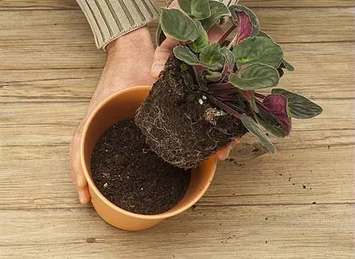 Пересадка сенполии: правильные действия