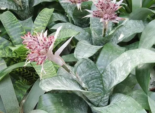 Разделяем и разрезаем эхмею